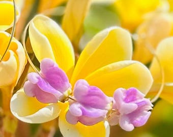 Handmade Hawaiian Flower Hoop Earrings: Gold Filled Island Jewelry
