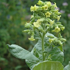May include: A close-up of a tobacco plant with green leaves and yellow flowers. The plant is in bloom and the flowers are clustered together.