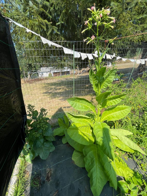 organic mapacho tobacco Mapacho Tobacco Seeds