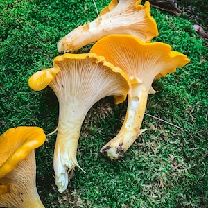 以下が含まれることがあります： 緑の苔の中に生えている、鮮やかな黄色のカンゾウタケ4本をクローズアップで写した写真です。