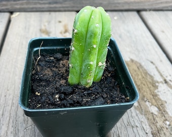 Columnar Cactus: Greenhouse Grown, 3 Inch Tall