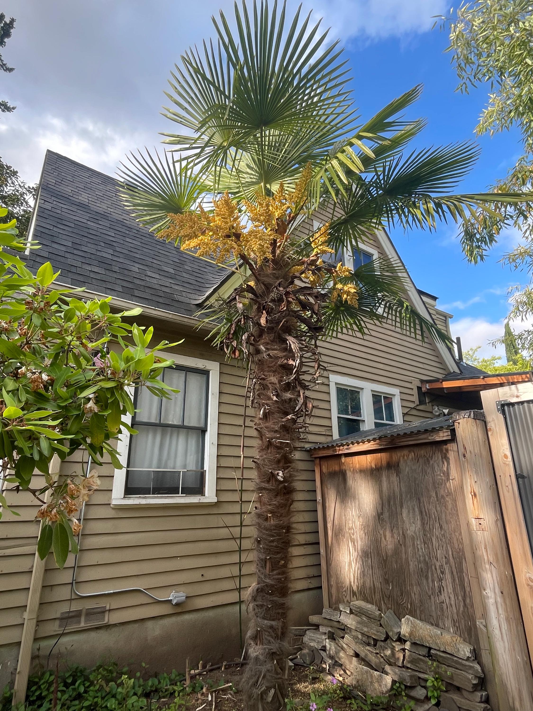 Baby Palm Tree - Windmill Palm