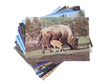 Yellowstone National Park Chrome Postcards Lot of 10 UNUSED Tourist Travel Souvenir Memorabilia Vintage Ephemera