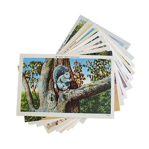 Southeastern USA Unused Vintage Mid Century Postcards Linen Finish  Souvenir Travel Ephemera Lot of 10 Southern Landscape Wild Animals