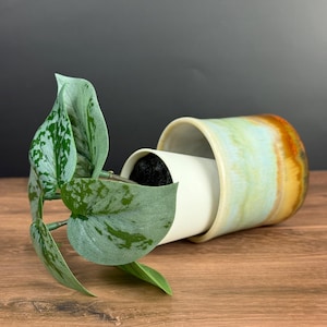 May include: A ceramic planter with a cylindrical shape and a gradient glaze transitioning from light blue to warm orange. A trailing plant with heart-shaped, variegated silver and green leaves extends from the white inner pot insert.