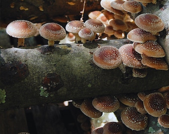 Shiitake Mushroom (Lentinula edodes) Liquid Culture – 10ml Syringe