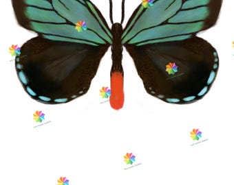 Atala Butterfly