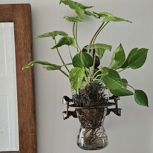 May include: A glass planter suspended from a metal bracket, showcasing a green leafy plant. The plant has variegated leaves and is set against a white wall. The planter is a decorative element.