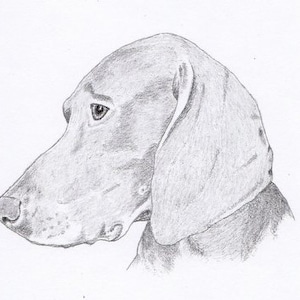 Weimaraner Signed Personalized Original Pencil Drawing Matted Print -Free Shipping- Desert Impressions