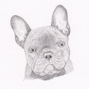 French Bulldog Signed Personalized Original Pencil Drawing Matted Print -Free Shipping- Desert Impressions
