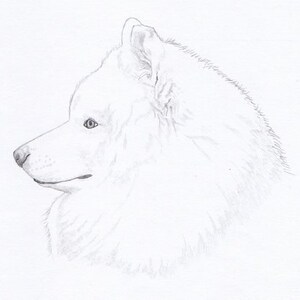 Samoyed Signed Personalized Original Pencil Drawing Matted Print -Free Shipping- Desert Impressions