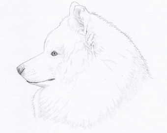 Samoyed Signed Personalized Original Pencil Drawing Matted Print -Free Shipping- Desert Impressions