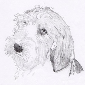 PBGV Signed Personalized Original Pencil Drawing Matted Print -Free Shipping- Desert Impressions