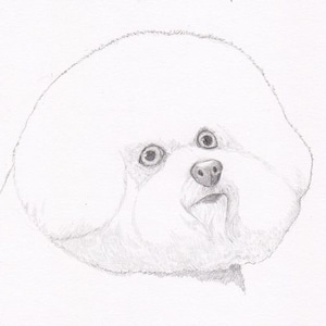 Bichon Frise Signed Personalized Original Pencil Drawing Matted Print -Free Shipping- Desert Impressions