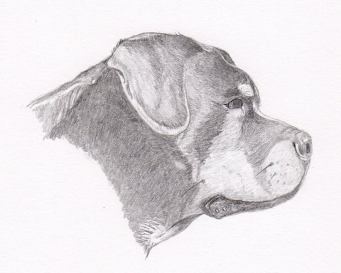 Rottweiler Signed Personalized Original Pencil Drawing Matted - Etsy.de
