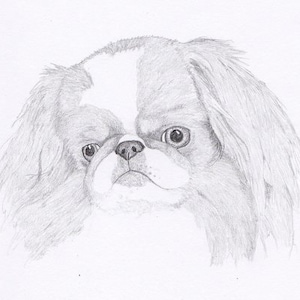 Japanese Chin Signed Personalized Original Pencil Drawing Matted Print -Free Shipping- Desert Impressions