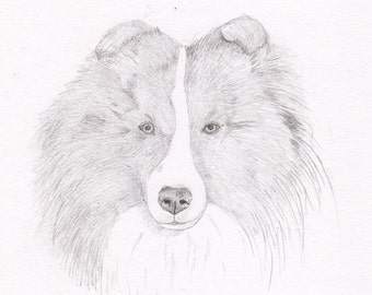 Sheltie Signed Personalized Original Pencil Drawing Matted Print -Free Shipping- Desert Impressions