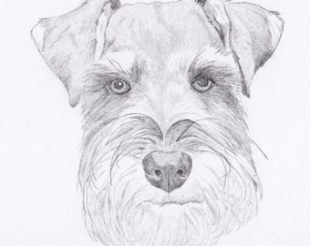 Schnauzer Signed Personalized Original Pencil Drawing Matted Print -Free Shipping- Desert Impressions