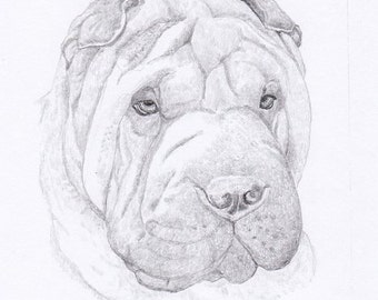 Shar Pei Signed Personalized Original Pencil Drawing Matted Print -Free Shipping- Desert Impressions