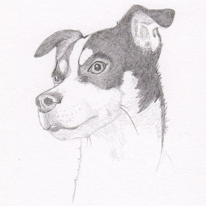 Rat Terrier Signed Personalized Original Pencil Drawing Matted Print -Free Shipping- Desert Impressions