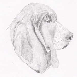 Basset Hound Signed Personalized Original Pencil Drawing Matted Print -Free Shipping- Desert Impressions
