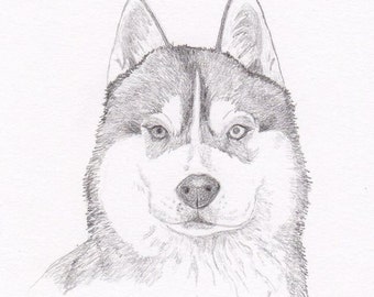 Siberian Husky Signed Personalized Original Pencil Drawing Matted Print -Free Shipping- Desert Impressions