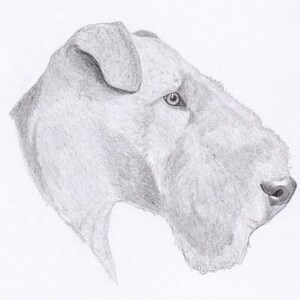 Welsh Terrier Signed Personalized Original Pencil Drawing Matted Print -Free Shipping- Desert Impressions