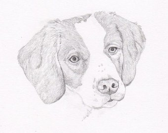 Brittany Spaniel Signed Personalized Original Pencil Drawing Matted Print -Free Shipping- Desert Impressions