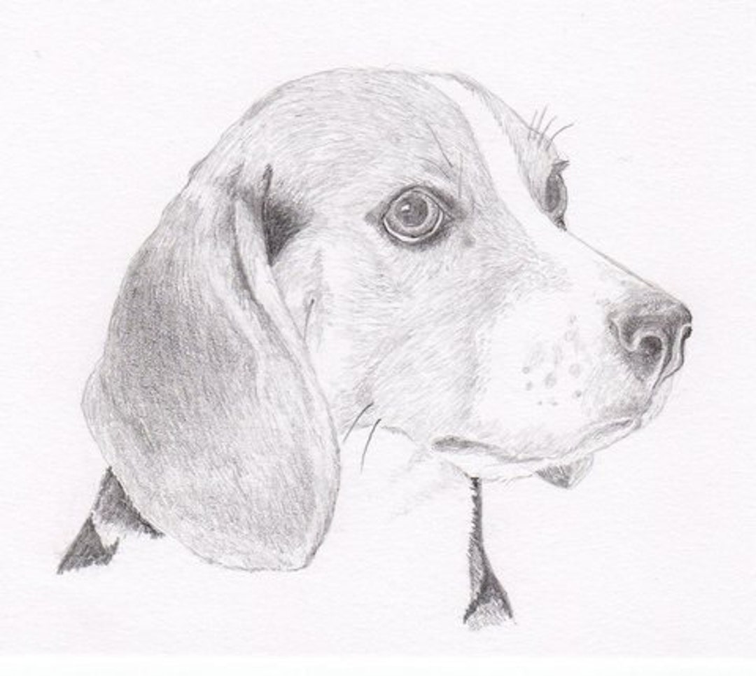 Beagle Signed Personalized Original Pencil Drawing Matted - Etsy Canada Beagle Signed Personalized Original Pencil Drawing Matted - Etsy Canada