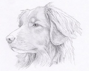 Nova Scotia Duck Tolling Dog Signed Personalized Original Pencil Drawing Matted Print -Free Shipping- Desert Impressions