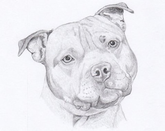 Staffordshire Bull Terrier Signed Personalized Original Pencil Drawing Matted Print -Free Shipping- Desert Impressions