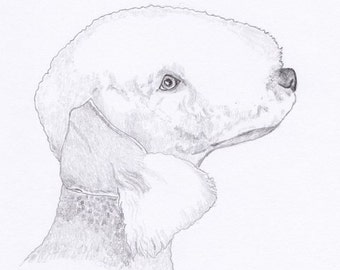 Bedlington Signed Personalized Original Pencil Drawing Matted Print -Free Shipping- Desert Impressions