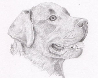 Labrador Retriever Signed Personalized Original Pencil Drawing Matted Print -Free Shipping- Desert Impressions