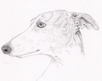 Greyhound Signed Personalized Original Pencil Drawing Matted Print -Free Shipping- Desert Impressions