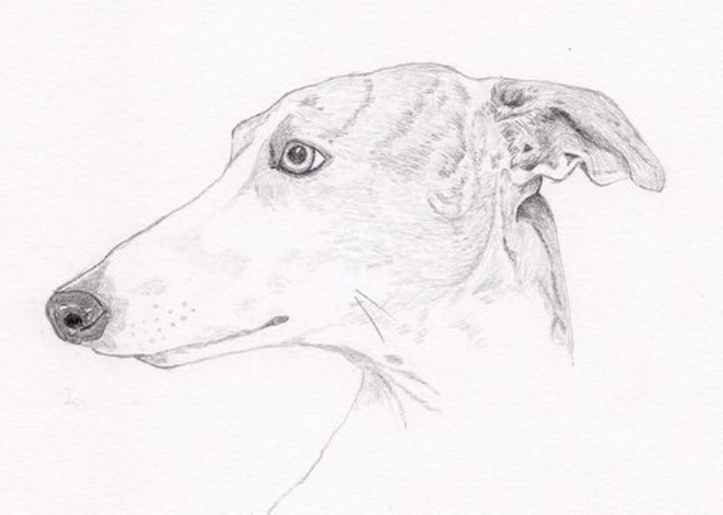 Greyhound Signed Personalized Original Pencil Drawing Matted Print Free Shipping Desert Impressions image 1