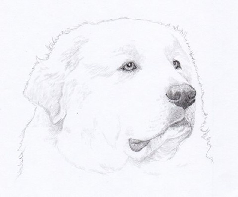 Great Pyrenees Signed Personalized Original Pencil Drawing Etsy