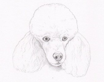 Poodle Signed Personalized Original Pencil Drawing Matted Print- Color Choice -Free Shipping- Desert Impressions