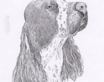 Springer Spaniel Signed Personalized Original Pencil Drawing Matted Print -Free Shipping- Desert Impressions