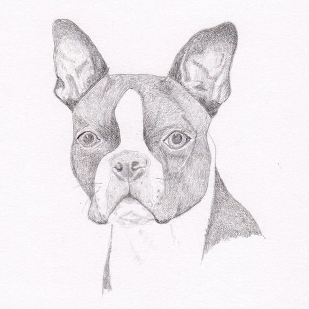 Boston Terrier Signed Personalized Original Pencil Drawing Matted
