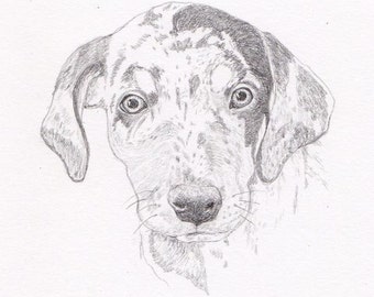 Catahoula Leopard Dog Signed Personalized Original Pencil Drawing Matted Print -Free Shipping- Desert Impressions