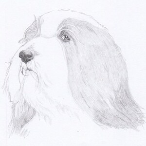 Bearded Collie Signed Personalized Original Pencil Drawing Matted Print Free Shipping Desert Impressions image 1