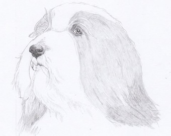 Bearded Collie Signed Personalized Original Pencil Drawing Matted Print -Free Shipping- Desert Impressions