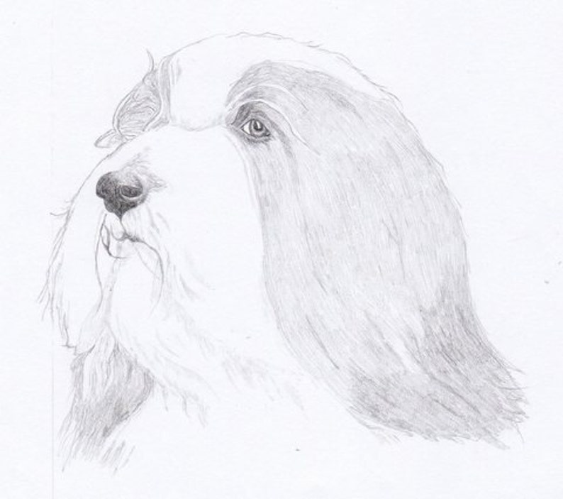 Bearded Collie Signed Personalized Original Pencil Drawing Matted Print Free Shipping Desert Impressions image 1