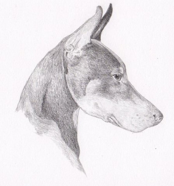 Doberman Pinscher firmado personalizado original lápiz dibujo - Etsy España