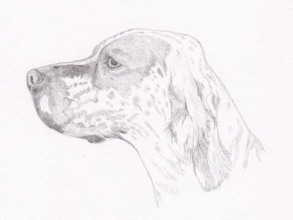 English Setter Signed Personalized Original Pencil Drawing Double Matted Print Free Shipping Desert Impressions
