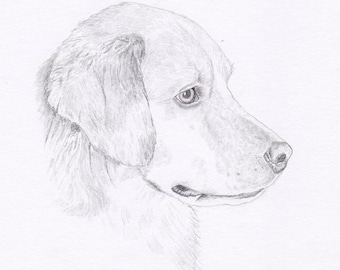 Golden Retriever Signed Personalized Original Pencil Drawing Matted Print -Free Shipping- Desert Impressions