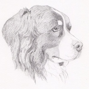Bernese Mountain Dog/ Swiss Mountain Dog Signed Personalized Original Pencil Drawing Matted Print -Free Shipping- Desert Impressions