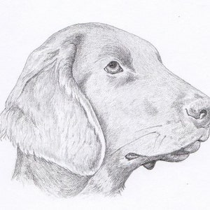 Flat Coated Retriever Signed Personalized Original Pencil Drawing Matted Print -Free Shipping- Desert Impressions
