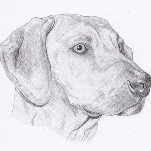 Rhodesian Ridgeback Signed Personalized Original Pencil Drawing Matted Print -Free Shipping- Desert Impressions