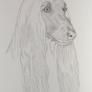 Afghan Hound Signed Personalized Original Pencil Drawing Matted Print -Free Shipping- Desert Impressions
